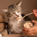 memahami nutrisi kucing