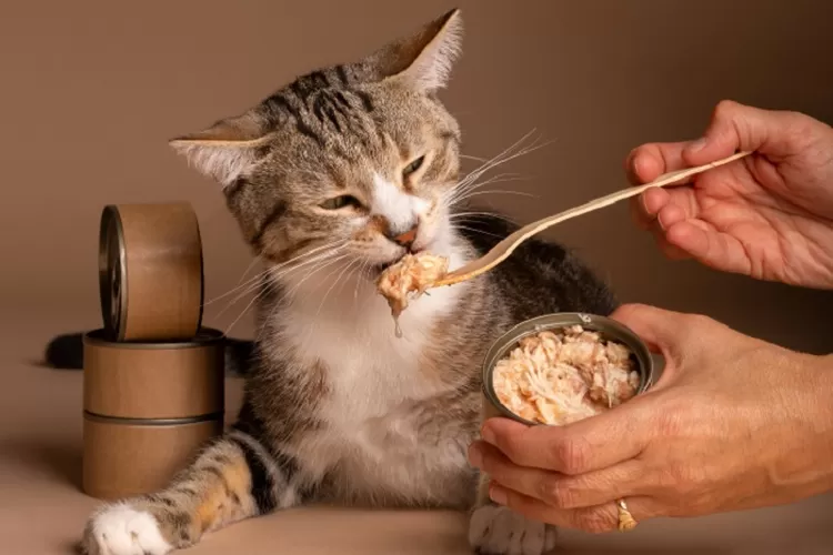 Memahami Nutrisi Kucing: Kebutuhan Diet Khusus Kucing
